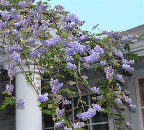 where to buy american wisteria.